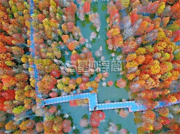水上浮橋蜿蜒盤旋在萬畝紅衫林-星沙浮筒