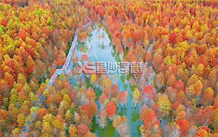 水上浮橋蜿蜒盤旋在萬畝紅衫林-星沙浮筒2