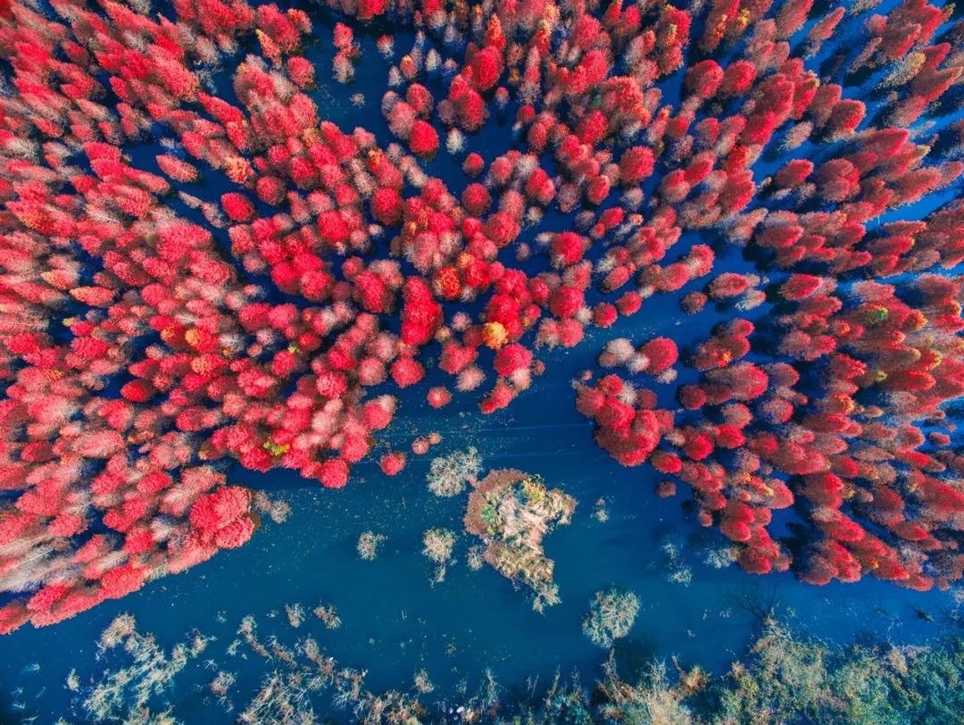 落羽杉濕地公園水上浮橋現場照-星沙浮筒11