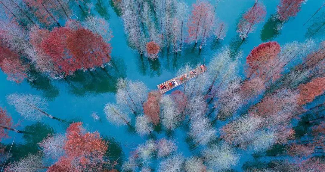落羽杉濕地公園水上浮橋現場照-星沙浮筒12